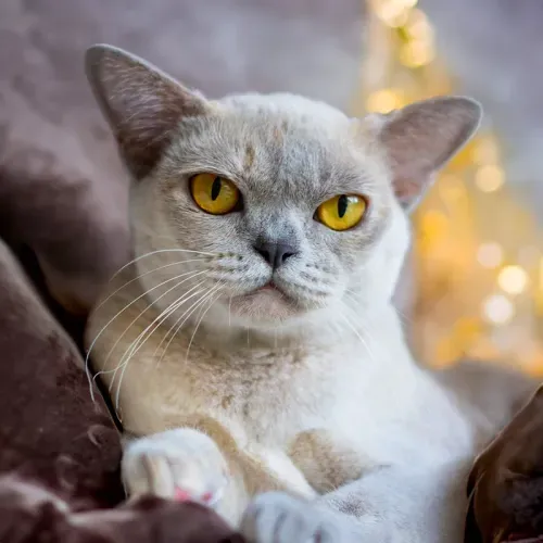 brown burmese kittens for sale near me,, burmese cross kittens for sale near me chocolate burmese kittens for sale near me, newborn burmese kittens, natmac.burmese.kittens, burmese kittens for sale near me, burmese kittens near me,