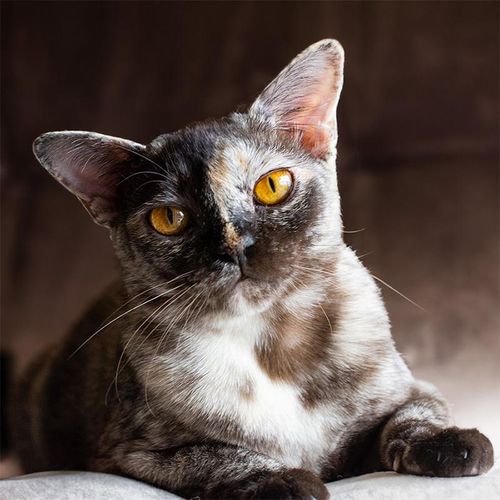 brown burmese kittens for sale near me,, burmese cross kittens for sale near me chocolate burmese kittens for sale near me, newborn burmese kittens, natmac.burmese.kittens, burmese kittens for sale near me, burmese kittens near me,