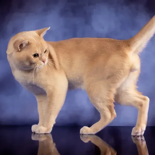 brown burmese kittens for sale near me,, burmese cross kittens for sale near me chocolate burmese kittens for sale near me, newborn burmese kittens, natmac.burmese.kittens, burmese kittens for sale near me, burmese kittens near me,