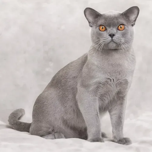 brown burmese kittens for sale near me,, burmese cross kittens for sale near me chocolate burmese kittens for sale near me, newborn burmese kittens, natmac.burmese.kittens, burmese kittens for sale near me, burmese kittens near me,