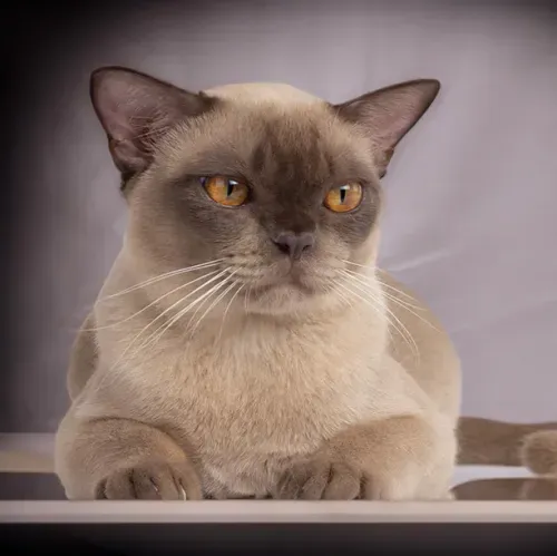 brown burmese kittens for sale near me,, burmese cross kittens for sale near me chocolate burmese kittens for sale near me, newborn burmese kittens, natmac.burmese.kittens, burmese kittens for sale near me, burmese kittens near me,