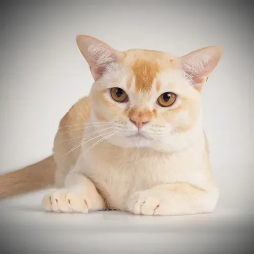 brown burmese kittens for sale near me,, burmese cross kittens for sale near me chocolate burmese kittens for sale near me, newborn burmese kittens, natmac.burmese.kittens, burmese kittens for sale near me, burmese kittens near me,