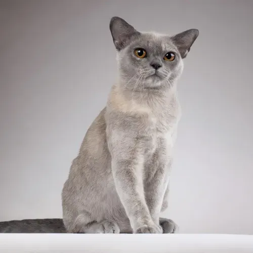 brown burmese kittens for sale near me,, burmese cross kittens for sale near me chocolate burmese kittens for sale near me, newborn burmese kittens, natmac.burmese.kittens, burmese kittens for sale near me, burmese kittens near me,