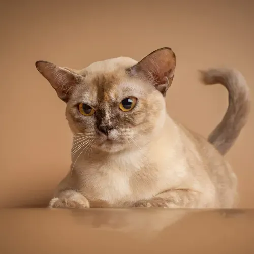 brown burmese kittens for sale near me,, burmese cross kittens for sale near me chocolate burmese kittens for sale near me, newborn burmese kittens, natmac.burmese.kittens, burmese kittens for sale near me, burmese kittens near me,
