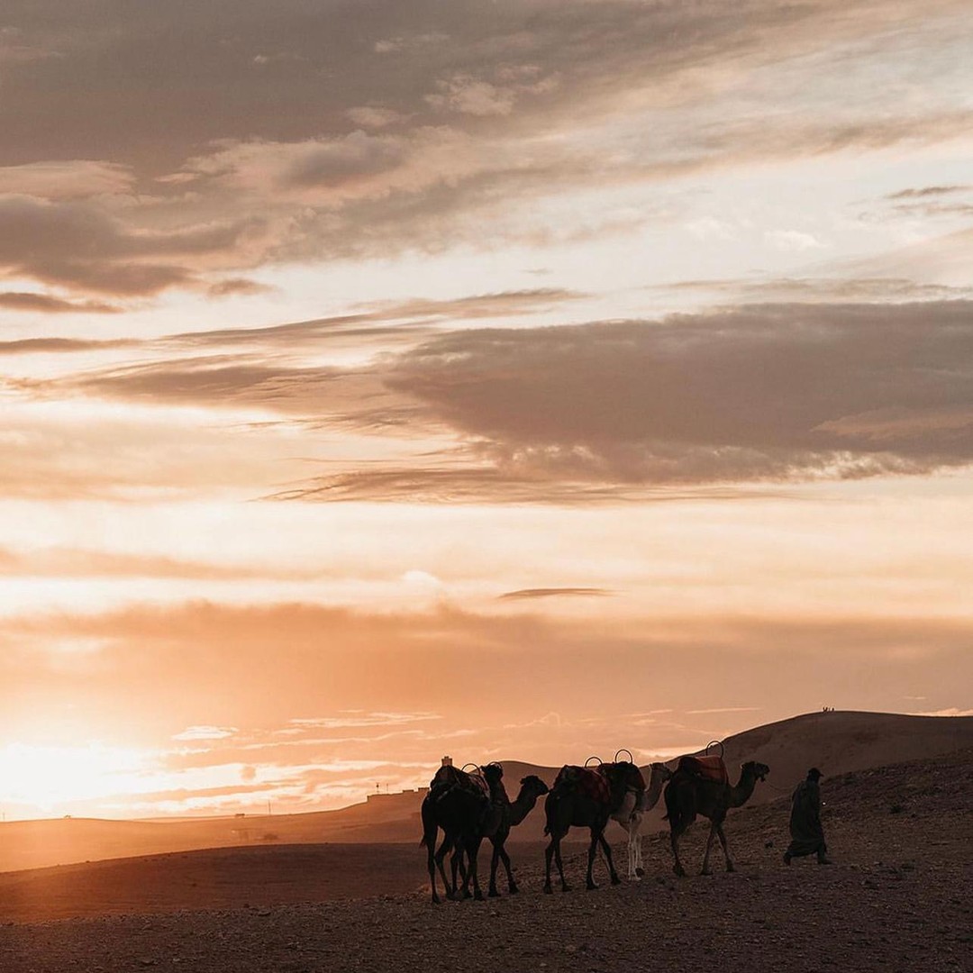 Four camels and a guide walking across the rocky Agafay Desert landscape during a dramatic sunset, silhouetted against the orange and grey sky during a trip with Moroccan Guides travel