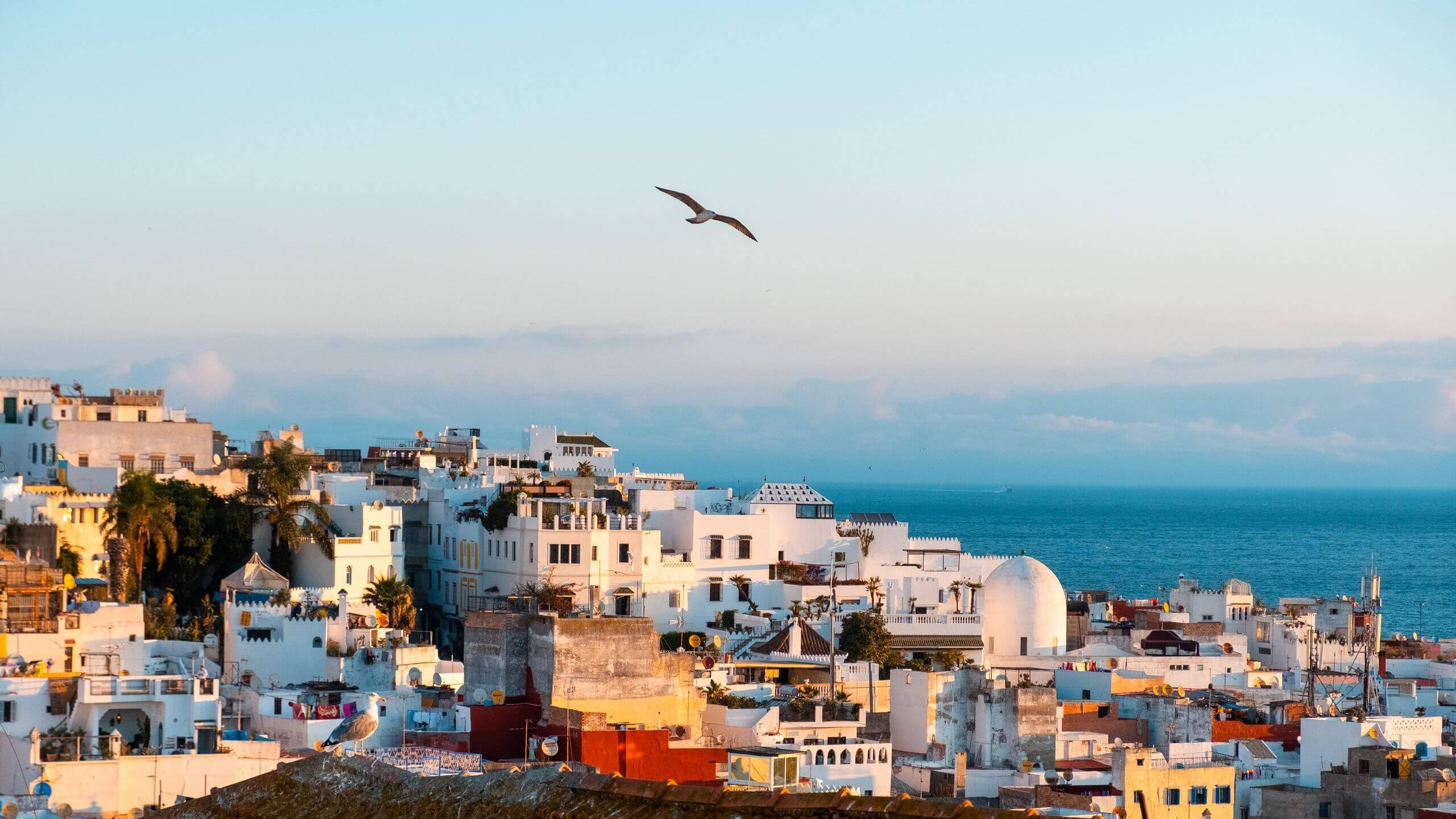 A scenic cityscape of Tangier, Morocco, featuring densely packed whitewashed buildings cascading down toward the deep blue ocean. The architecture is bathed in warm, golden-hour sunlight. A seagull soars high in the clear sky, while another seagull sits pe