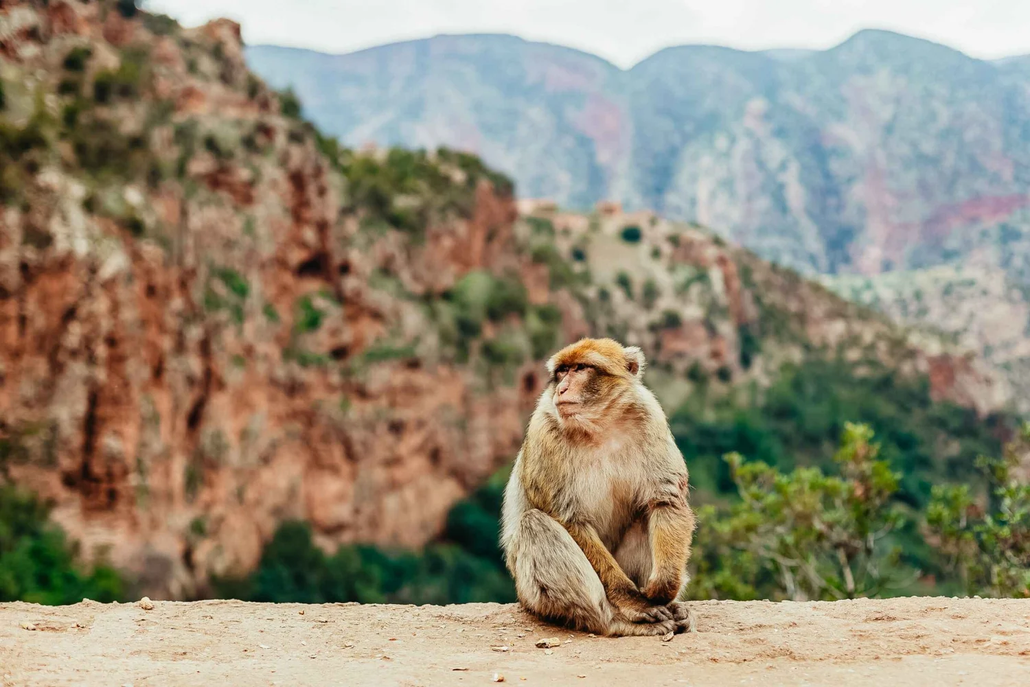 Barbary Macaque monkey sitting peacefully on a ledge in the high-altitude landscape near the Ouzoud Waterfalls. The background features blurred, rust-colored cliffs and green, distant mountains.