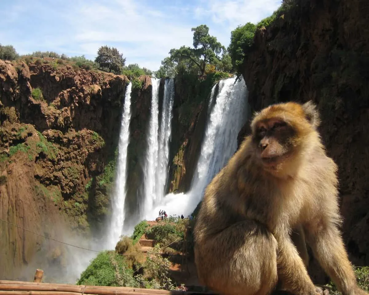 a close-up image of a Barbary Macaque monkey perched in the foreground, looking off to the right. In the background, out of focus, are the strong, multi-stream cascades of the Ouzoud Waterfalls