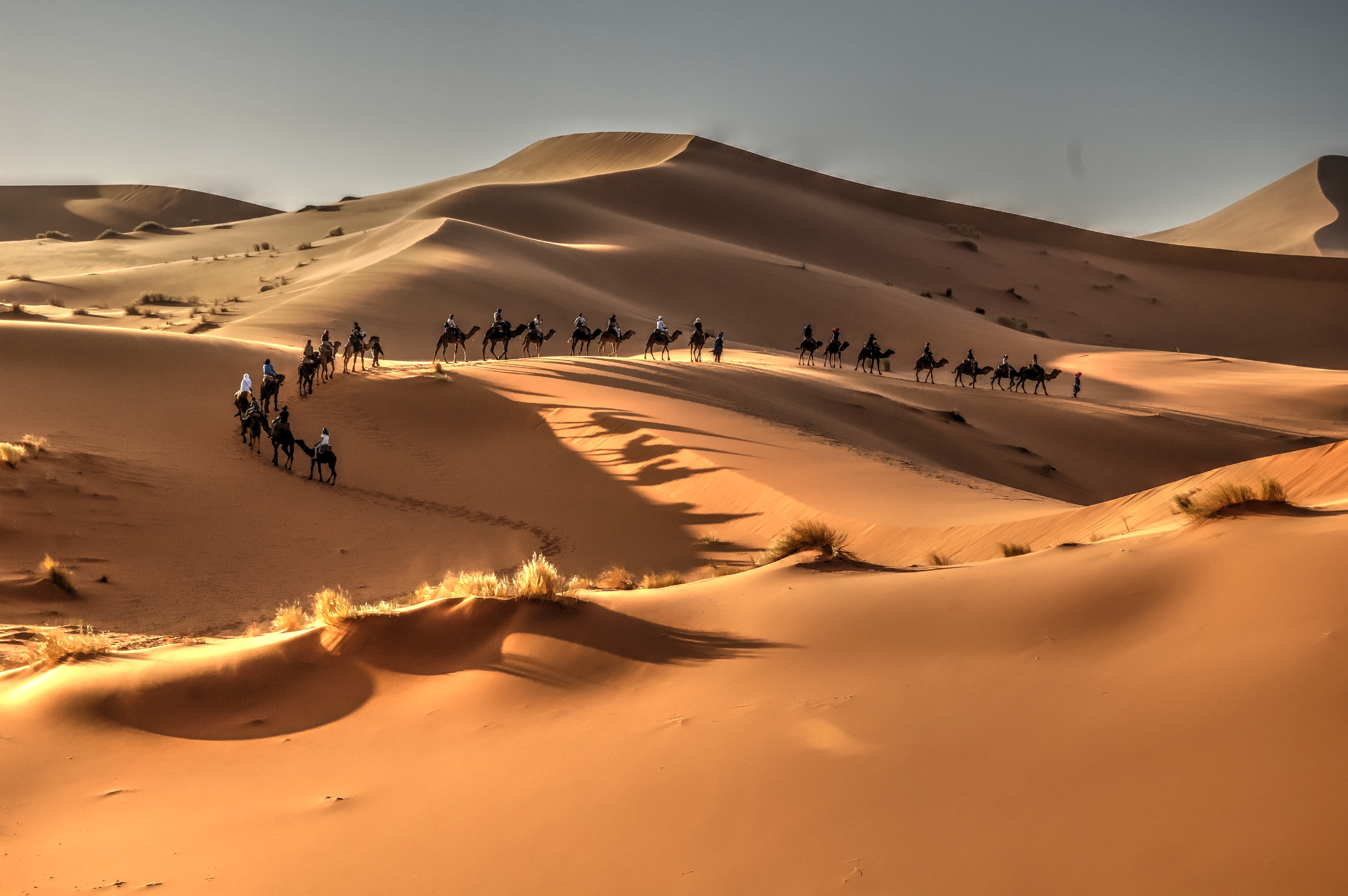 Moroccan camel guides leading travelers across golden Sahara Merzouga desert dunes in the south of Morocco