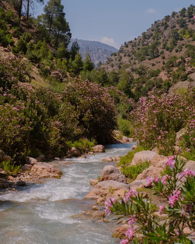 Mountain stream flowing through rocky landscape with pink wildflowers and trees in Ait Bougemez Valley Morocco during a tour with Moroccan Guides Travel