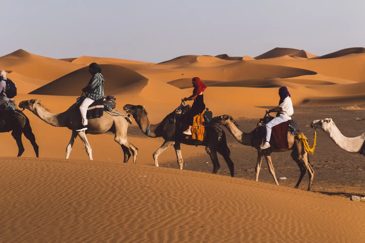 Camel caravan traveling through sandy Erg Chebbi Merzouga desert with rolling dunes during a tour with Moroccan Guides Travel