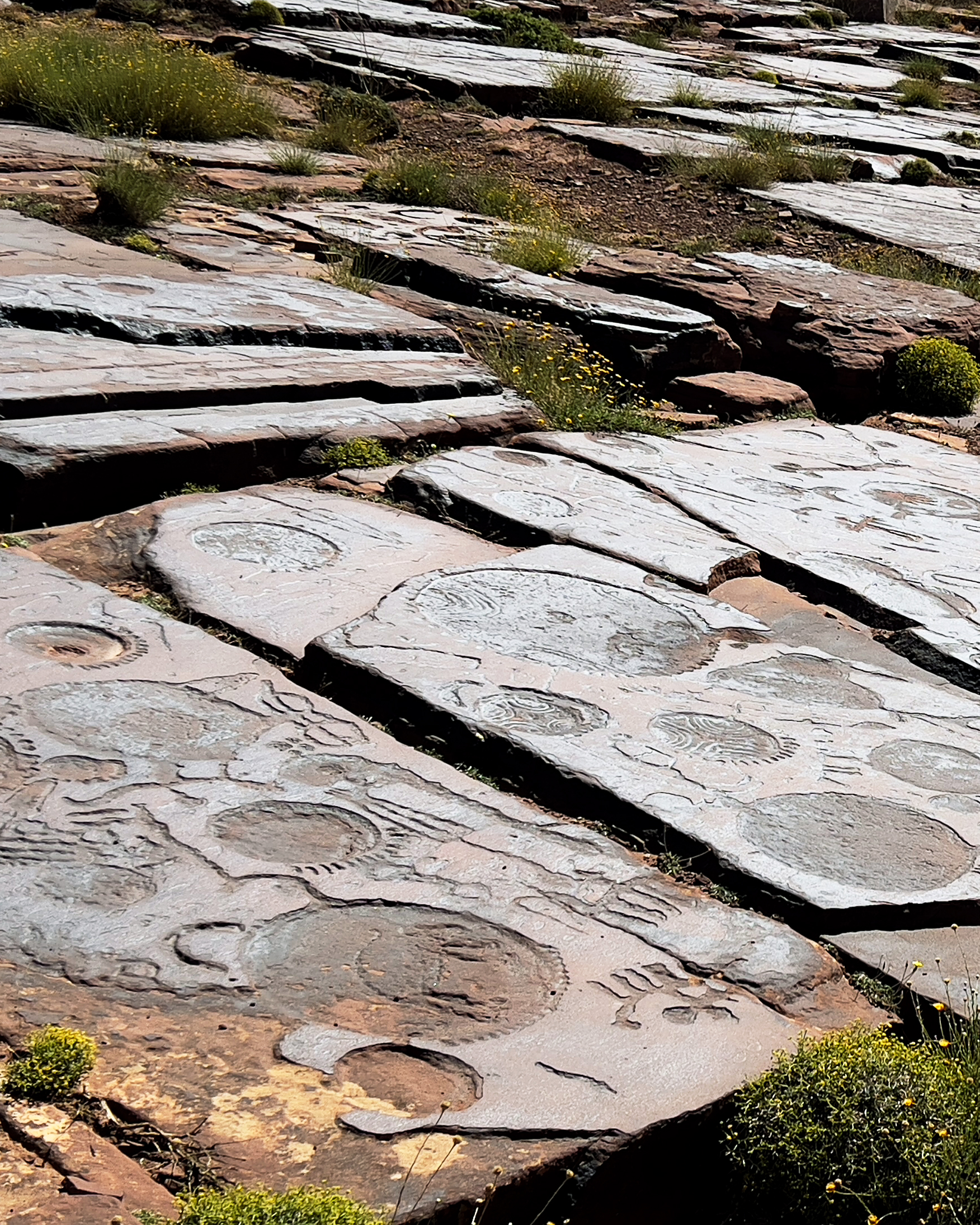 Ancient fossilized stone surface with circular imprints and surrounding vegetation in Mgoun geopark in Ait Bougemez Valley