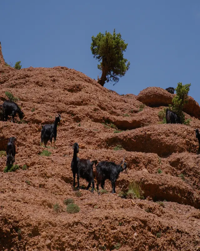 Black goats grazing on rocky, reddish-brown terrain with sparse trees in Ait Bougemez Happy Valley in central Atlas Mountains in Morocco during a tour with Moroccan Guides Travel