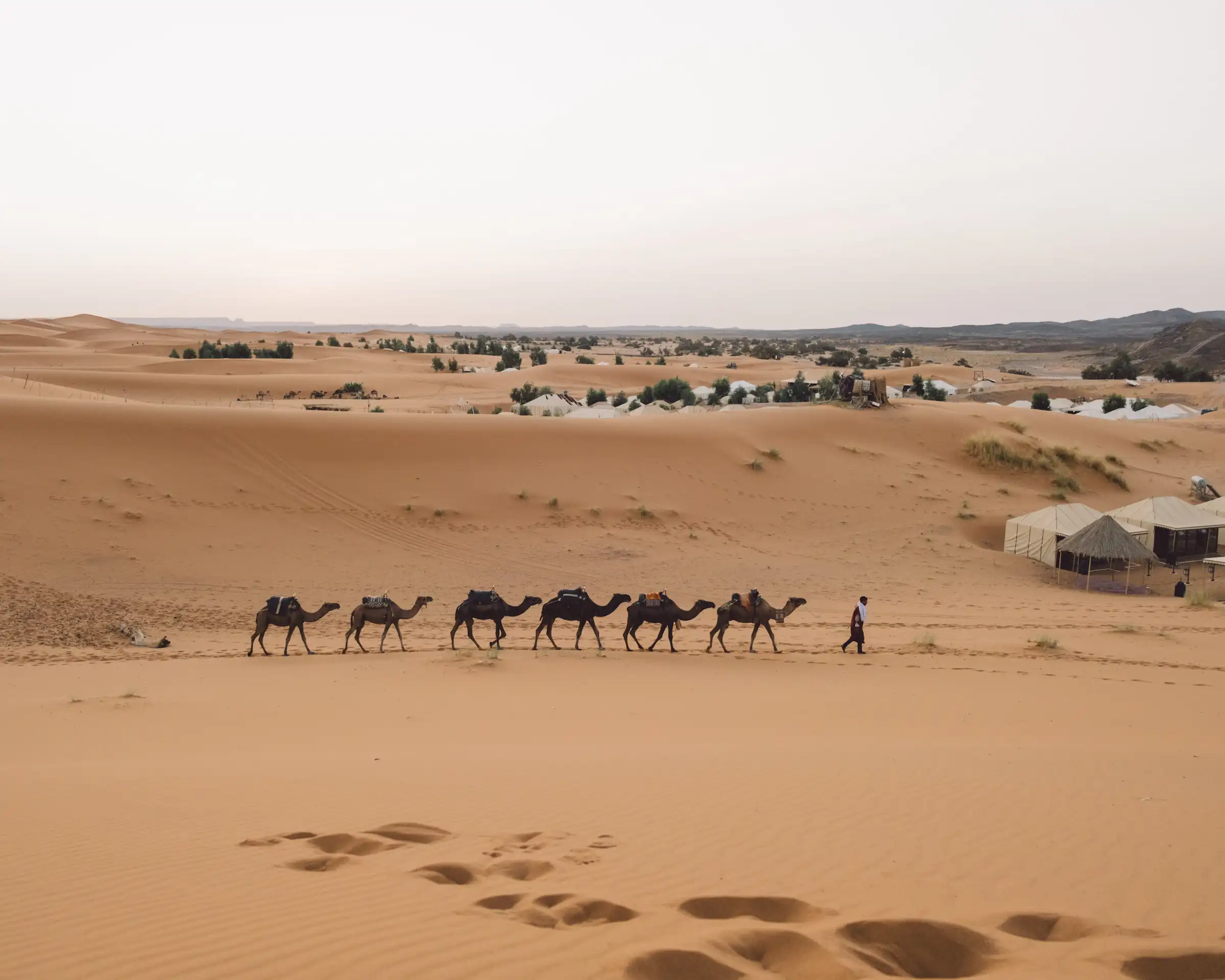Camel caravan walking through sandy desert landscape with tents