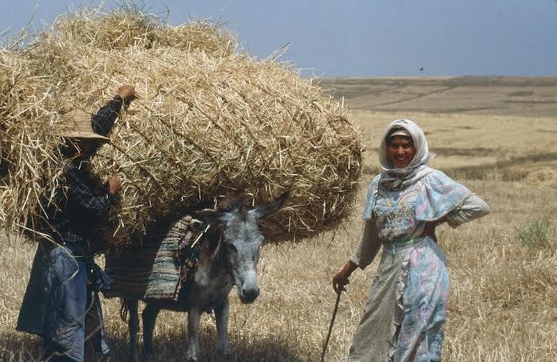 An Amazigh woman smiling in a harvested field next to a donkey carrying a massive load of hay, symbolizing the agrarian roots of the Yennayer celebration in rural Morocco.