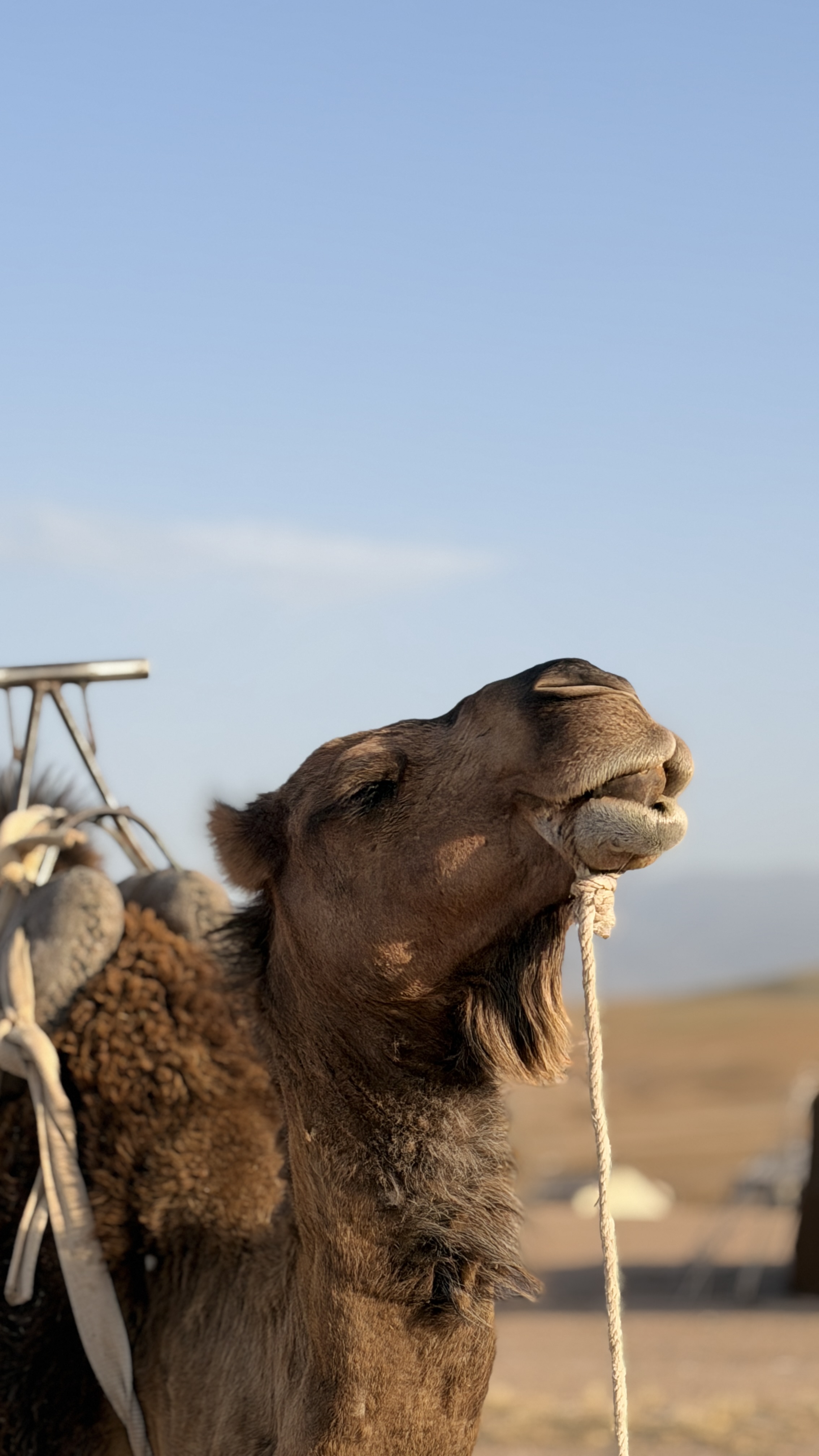 Camel-ride-agafay-desert