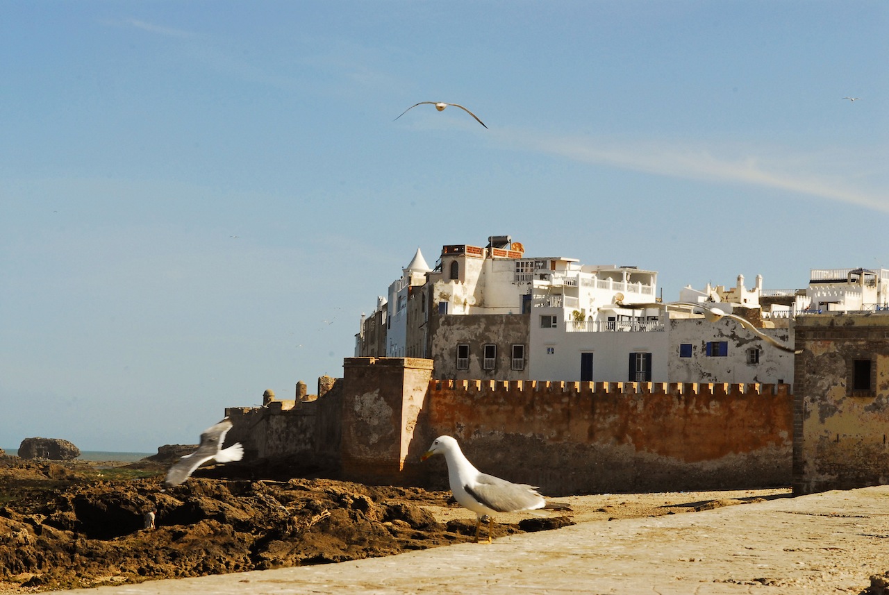 Seagull perched at the fishing port of Essaouira during a private day tour from Marrakech
