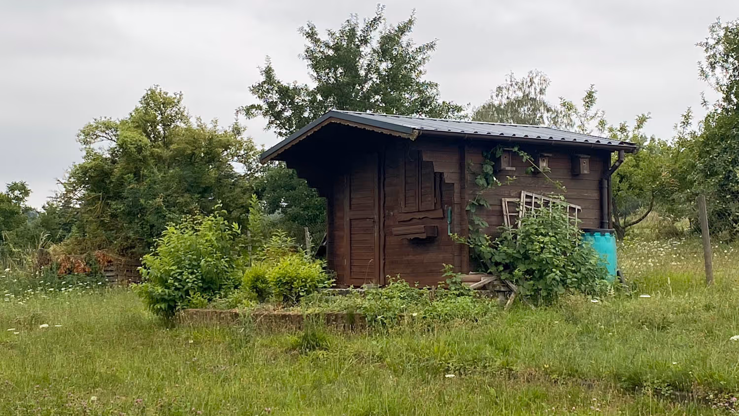 Ein verwucherter Garten mit einem Gartenhaus, der von GRAVITAS geräumt wird.