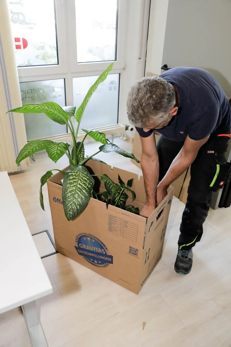 Ein Mann verpackt mehrere Zimmerpflanzen in einem GRAVITAS-Karton in einem hellen Raum mit großen Fenstern.