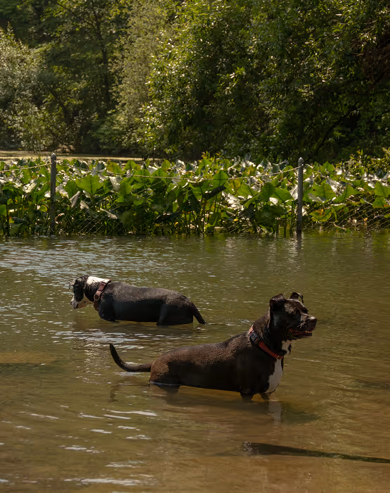 Dogs wading in the lake at Prospect Park, Brooklyn, near The Windsor condominiums