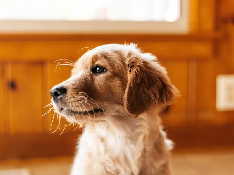 Vet consulting with an owner while examining a puppy.