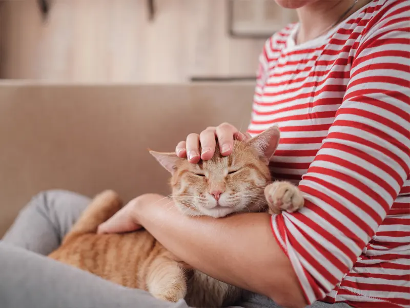 cat laid on owners lap