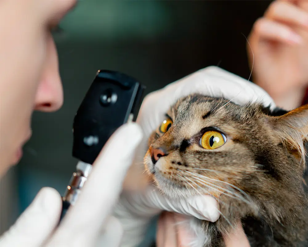 Routine vet checkups graphic.
