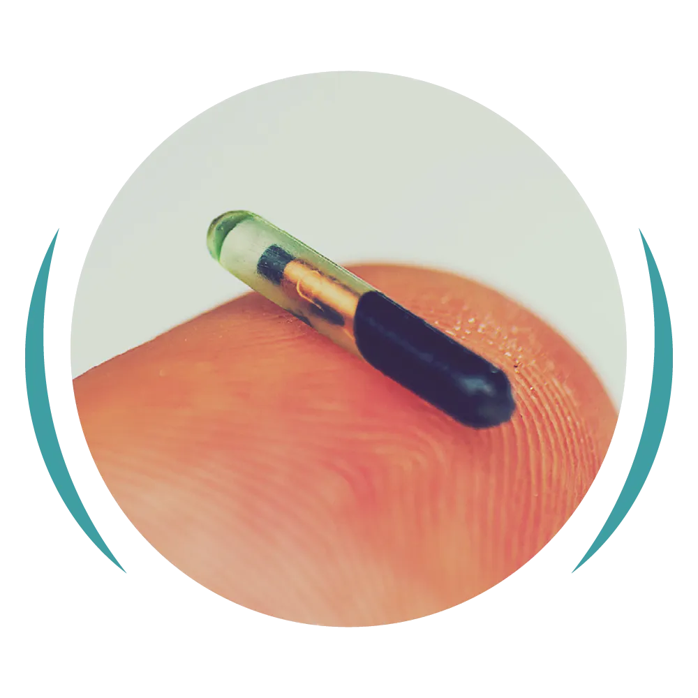 What is microchipping? Veterinary explainer graphic.