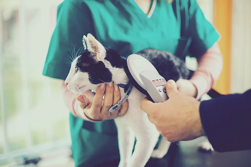Why microchip your pet? Benefits graphic.