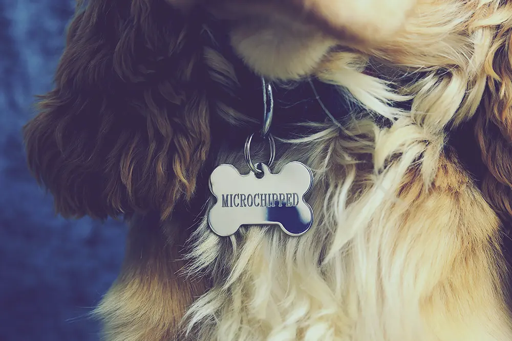 Ready to microchip your pet—call-to-action graphic.