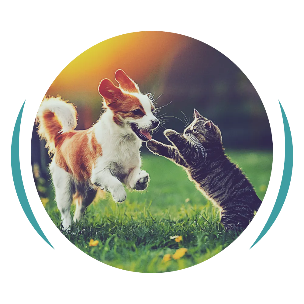 A healthier tomorrow for your pet—wellness graphic.