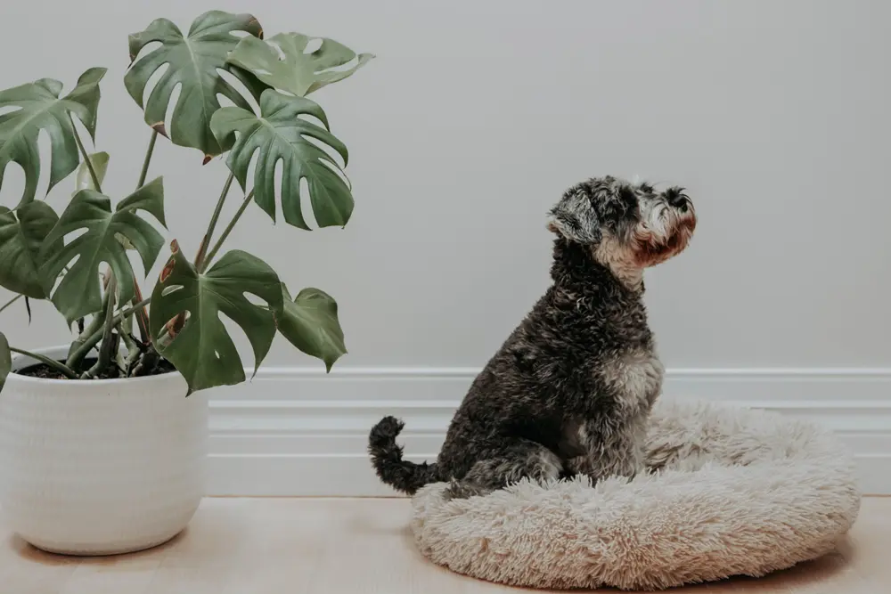 Pet food products displayed—footer decorative image.