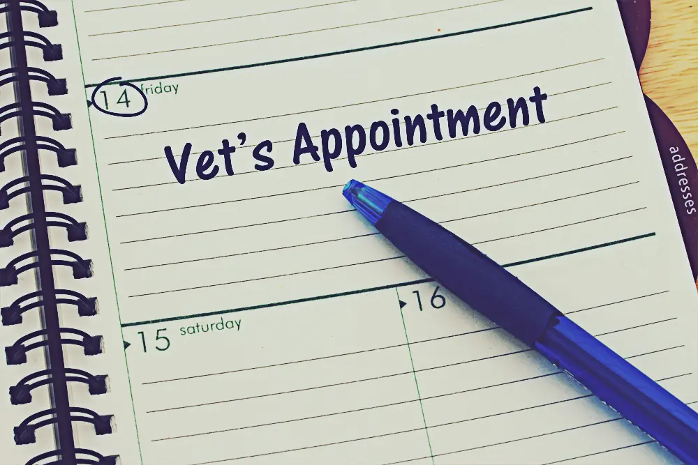 Book an appointment at Northside Vets call-to-action.