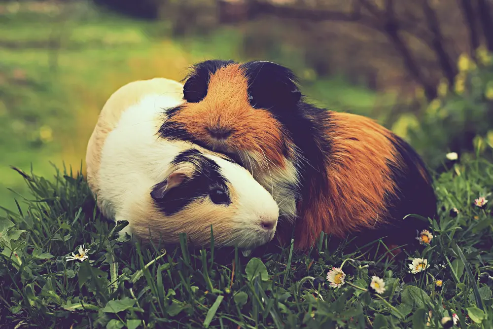 Guinea pigs—small pets veterinary care graphic.