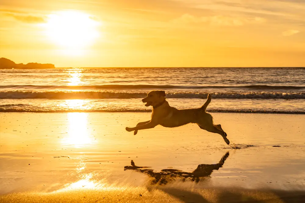 Move freely again—orthopaedic recovery call-to-action.