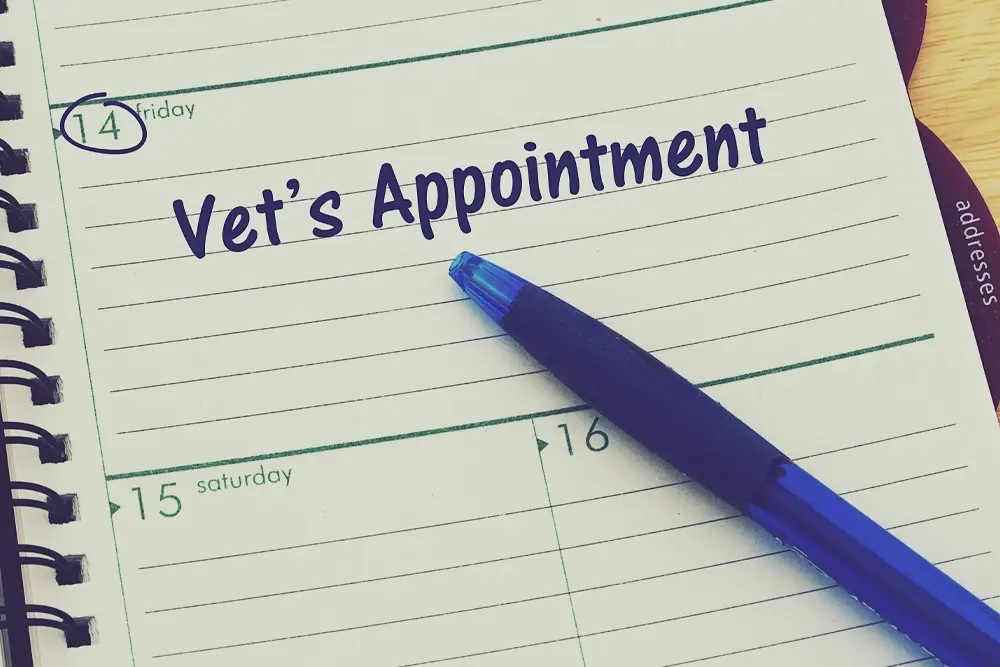 Book your pet’s ultrasound—diagnostic imaging call-to-action.