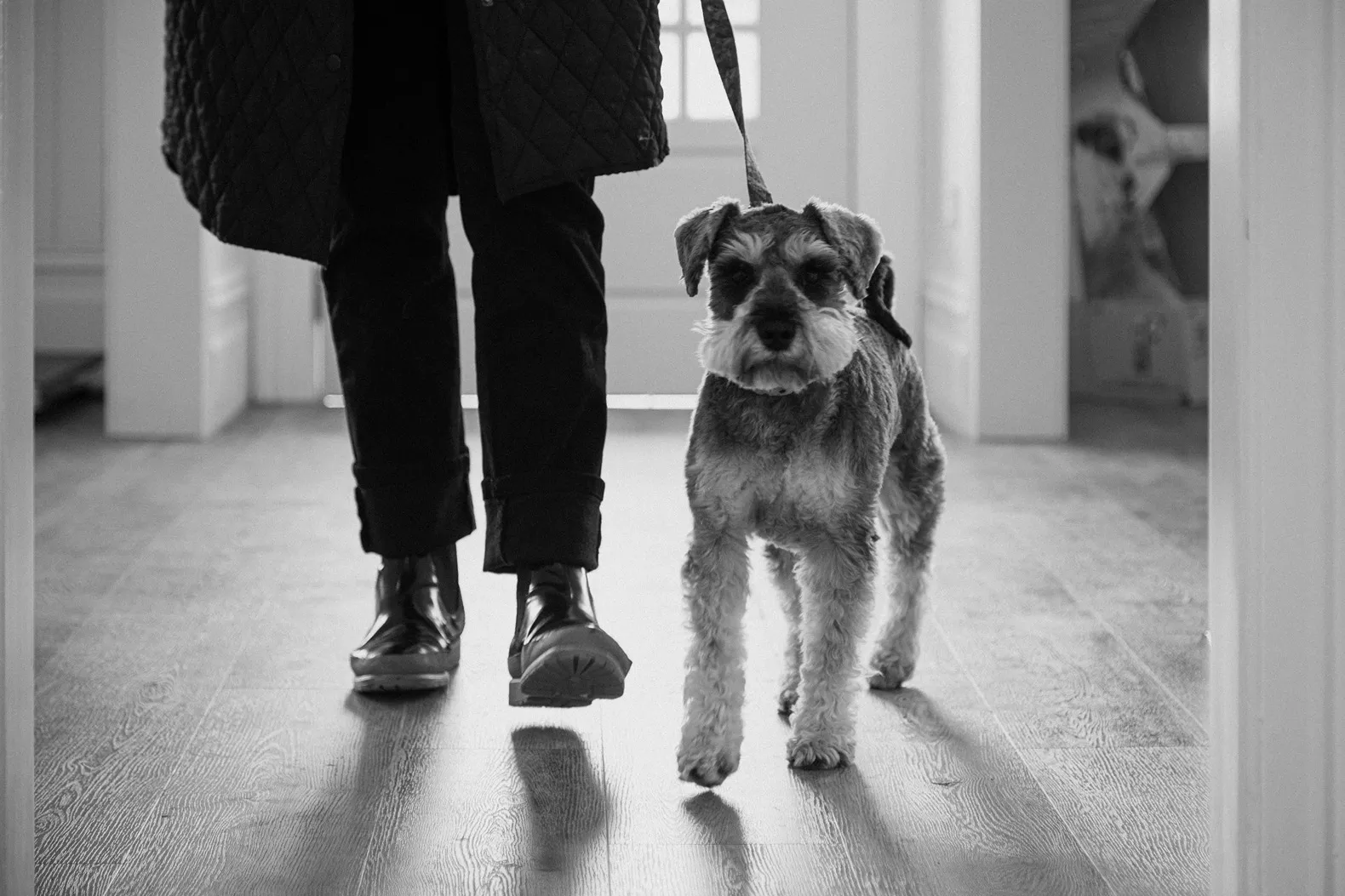 Vet holding a cat while preparing for an examination in the clinic.