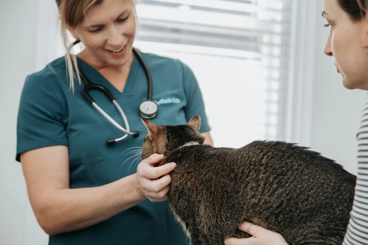 Vet palpating a cat’s neck during a checkup.