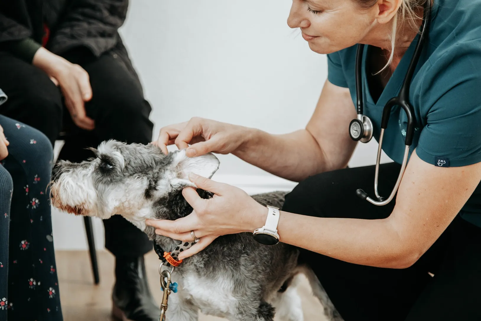 Vet examining a dog’s ear inside the clinic.