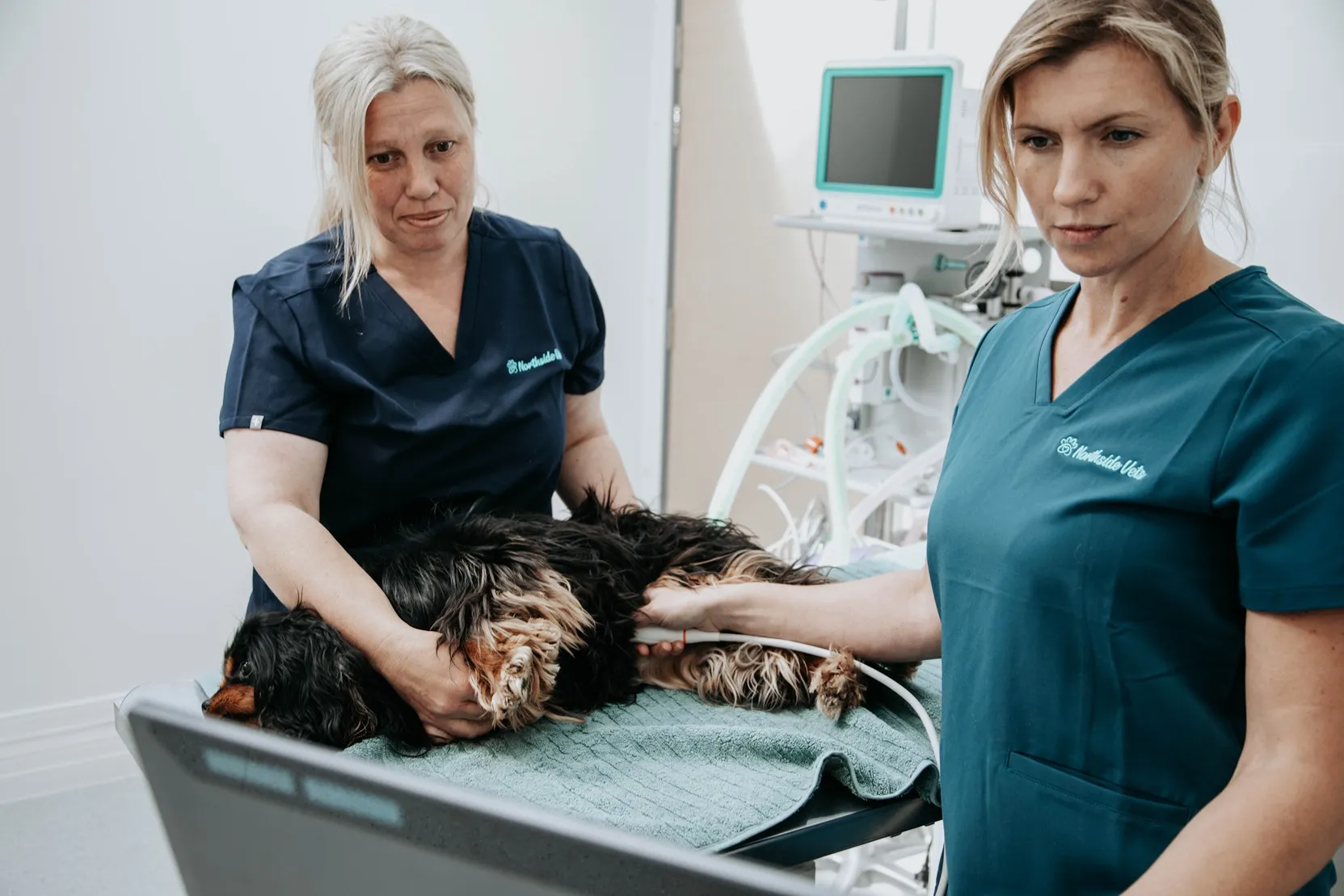 two vets working on dog on operating table