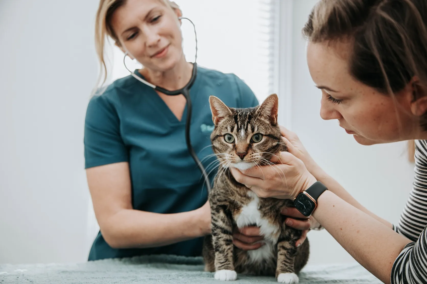 Vet and owner examining a tabby cat during a checkup in the consult room.