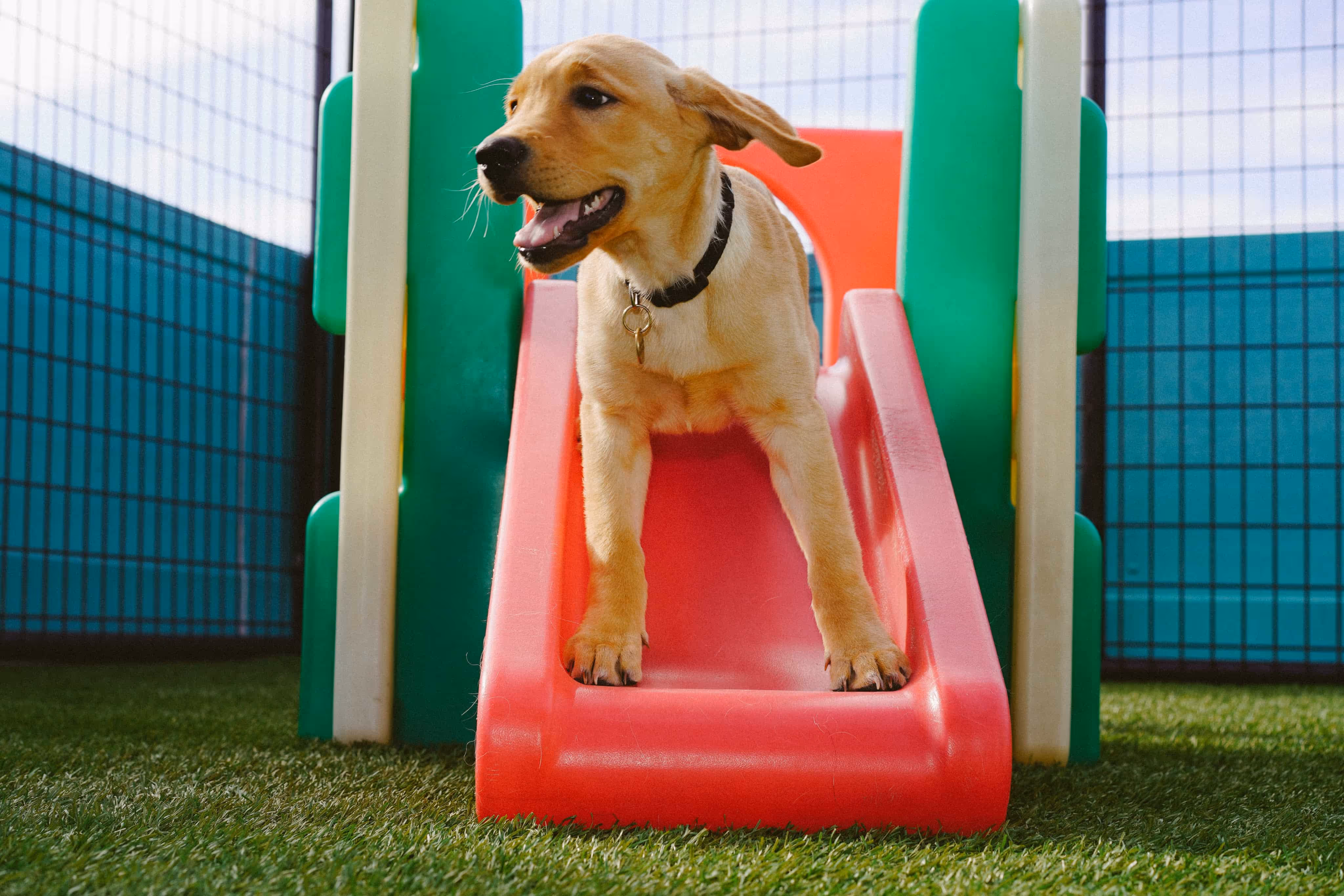 A brown dog standing on top of a red slide.