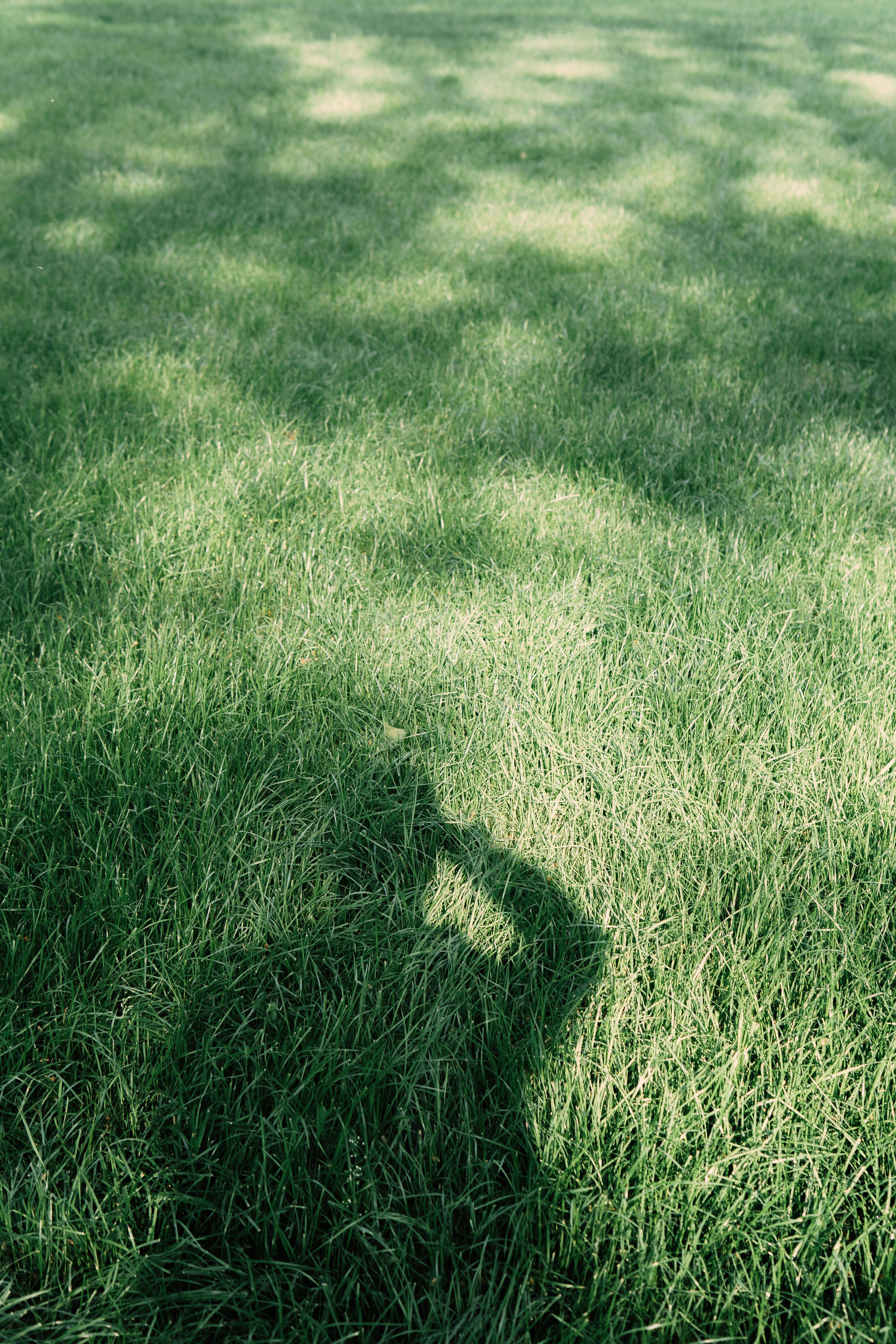 Green Grass Shadow