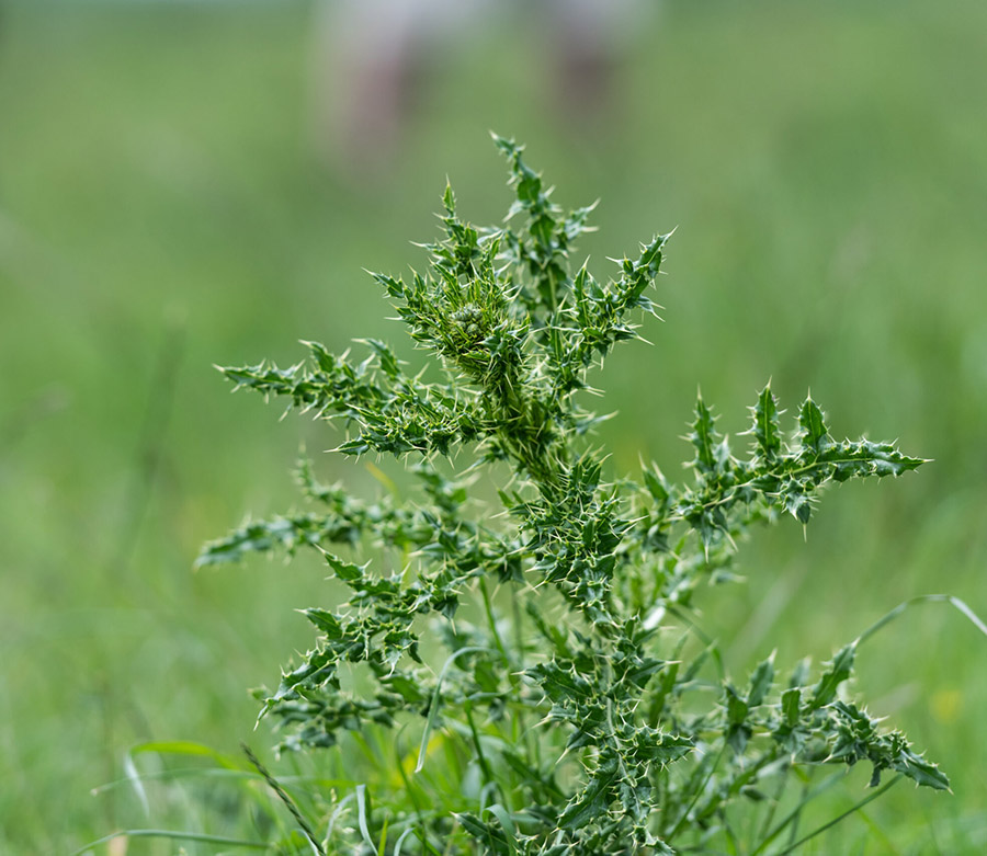 image of latest agricultural innovation