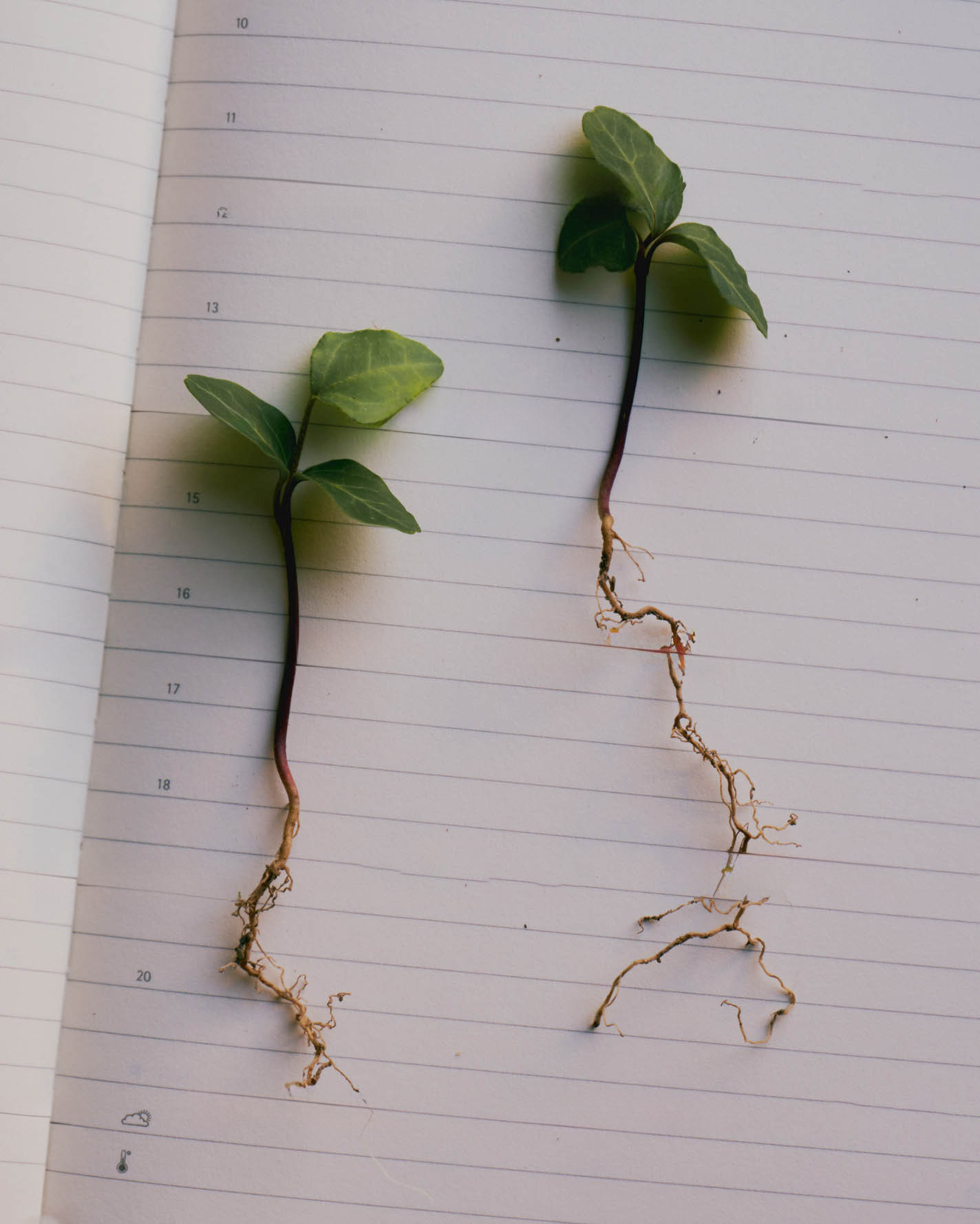 From Plant to Pill: Exploring Natural and Modern Medicines Together
