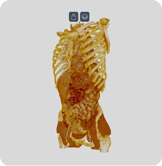 Trójwymiarowy model anatomiczny ludzkiego ciała, ukazujący szkielet, narządy wewnętrzne oraz strukturę mięśniową.