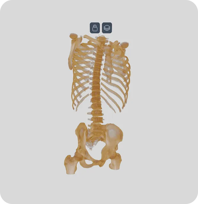 Skeleton model viewed from the back, showcasing the spine, ribcage, and pelvis.