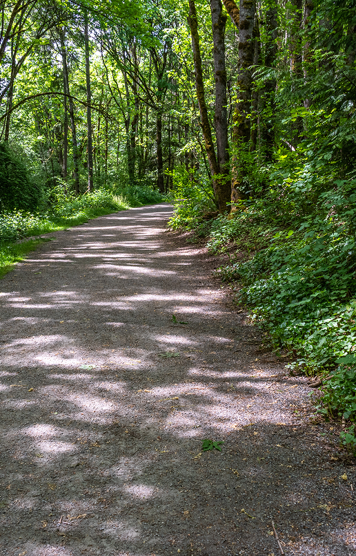 Sunlit gravel path winding through a dense, green forest with tall trees and leafy undergrowth.