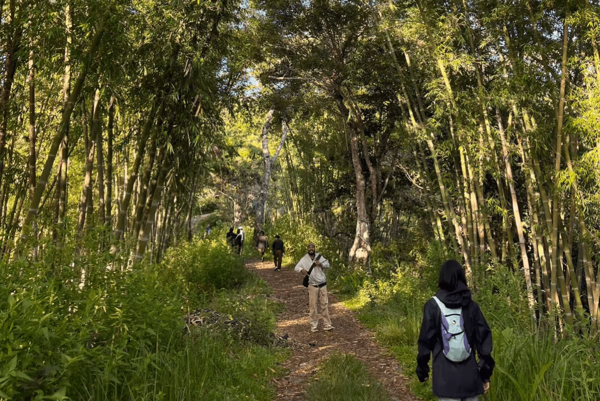People walking and hiking on a wooded trail surrounded by tall bamboo and green foliage.