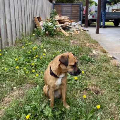 Nina Super Rubbish Removal Dog at Ballarat Rubbish Removal Service